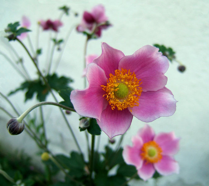 фотография цветка анемоны хубэйской