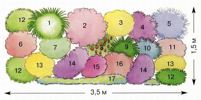 Схема оформления рабатки солнцелюбивыми растениями